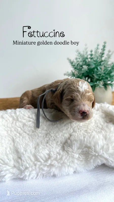 Fettuccine  – Miniature Goldendoodle puppy for sale in Selma, NC