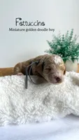 Fettuccine , a male Miniature Goldendoodle for sale in Selma, NC – 1 of 6