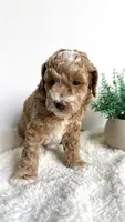 Fettuccine , a male Miniature Goldendoodle for sale in Selma, NC – 8 of 10