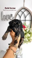 Cold brew , a male Poodle - Toy  for sale in Selma, NC – Photo 2 of 6