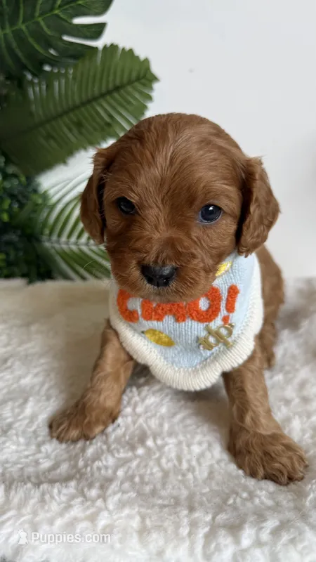 Mango  – Cavapoo, Poodle - Miniature  puppy for sale in Selma, NC