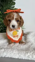 Pineapple 🍍 , a female Cavapoo and Poodle - Miniature  for sale in Selma, NC – 4 of 7