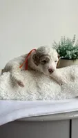 Spaghetti , a male Miniature Goldendoodle for sale in Selma, NC – 3 of 10