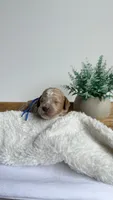 Ravioli , a male Miniature Goldendoodle for sale in Selma, NC – 4 of 7