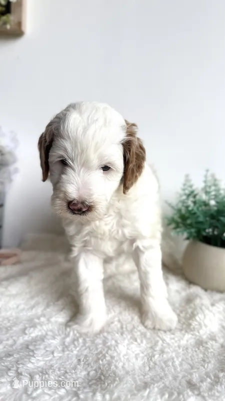 Lasagna  – Miniature Goldendoodle puppy for sale in Selma, NC