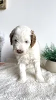 Lasagna , a male Miniature Goldendoodle for sale in Selma, NC – 6 of 9