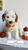 Lasagna , a male Miniature Goldendoodle for sale in Selma, NC – 2 of 9