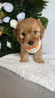 Blue , a male Cavapoo and Poodle - Toy  for sale in Selma, NC – 3 of 8
