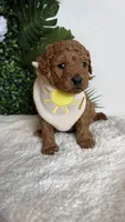 Sailor , a male Cavapoo and Poodle - Toy  for sale in Selma, NC – 7 of 8