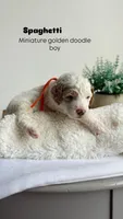 Spaghetti , a male Miniature Goldendoodle for sale in Selma, NC – 1 of 10