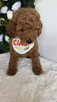 Sailor , a male Cavapoo for sale in Selma, NC – 6 of 10