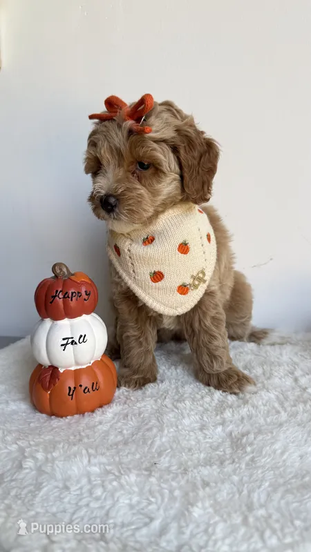 Tortellini  – Miniature Goldendoodle puppy for sale in Selma, NC