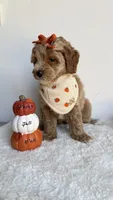 Tortellini , a female Miniature Goldendoodle for sale in Selma, NC – 1 of 10