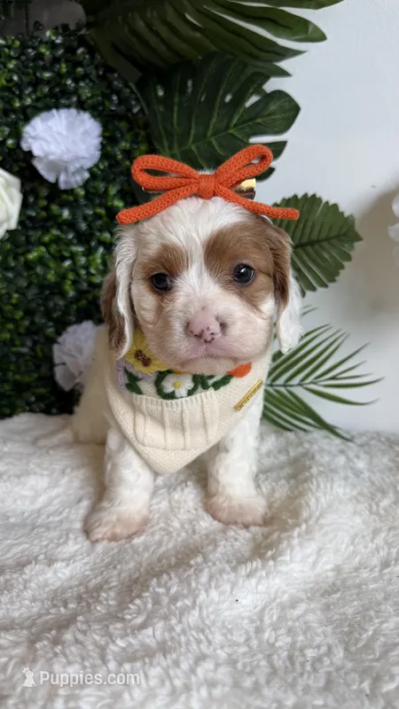 Iris  – Cavapoo, Poodle - Miniature  puppy for sale in Selma, NC