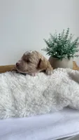 Fettuccine , a male Miniature Goldendoodle for sale in Selma, NC – 6 of 6