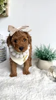 Karen, a female Poodle - Miniature  for sale in Selma, NC – 2 of 7