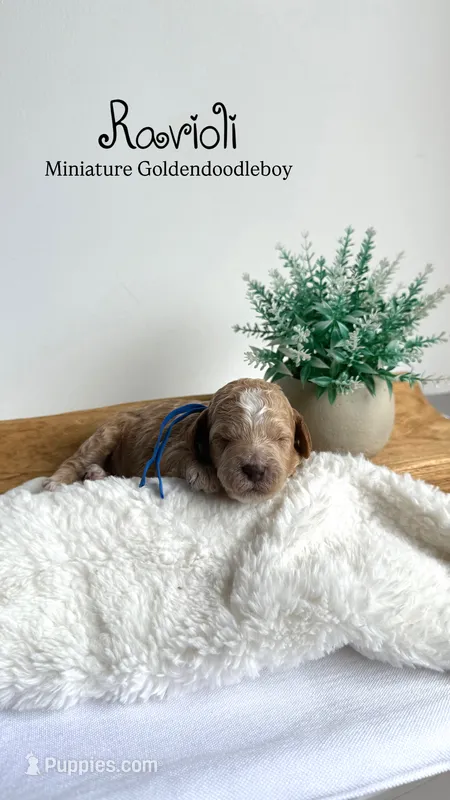 Ravioli  – Miniature Goldendoodle puppy for sale in Selma, NC