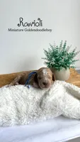 Ravioli , a male Miniature Goldendoodle for sale in Selma, NC – 1 of 7