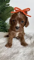 Watermelon , a female Cavapoo and Poodle - Miniature  for sale in Selma, NC – 6 of 8