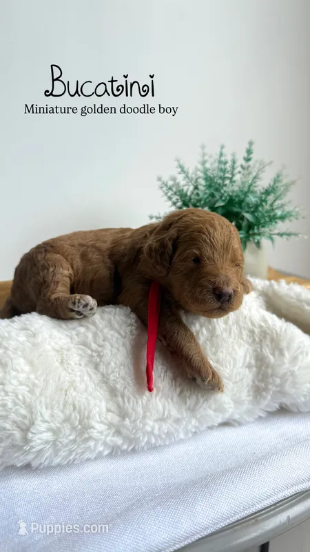 Bucatini  – Miniature Goldendoodle puppy for sale in Selma, NC