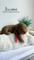 Bucatini , a male Miniature Goldendoodle for sale in Selma, NC – 1 of 7