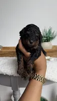 Buzz, a male Poodle - Miniature  for sale in Selma, NC – 8 of 9