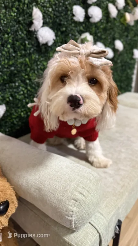 Daisy  – Cavapoo puppy for sale in Selma, NC