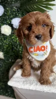 Banana , a male Cavapoo and Poodle - Miniature  for sale in Selma, NC – 7 of 9