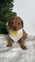 Sailor , a male Cavapoo and Poodle - Toy  for sale in Selma, NC – 2 of 8