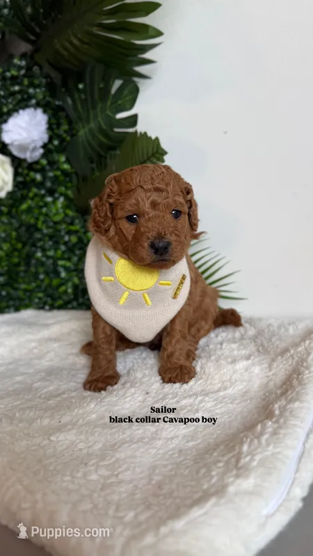 Sailor  – Cavapoo, Poodle - Toy  puppy for sale in Selma, NC