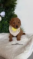 Sailor , a male Cavapoo and Poodle - Toy  for sale in Selma, NC – 1 of 8
