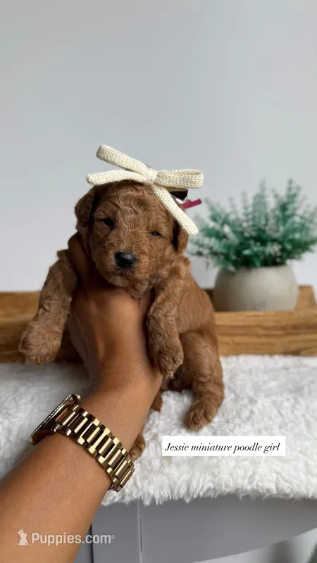 Jessie  – Poodle - Miniature  puppy for sale in Selma, NC