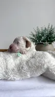 Lasagna , a male Miniature Goldendoodle for sale in Selma, NC – 5 of 8