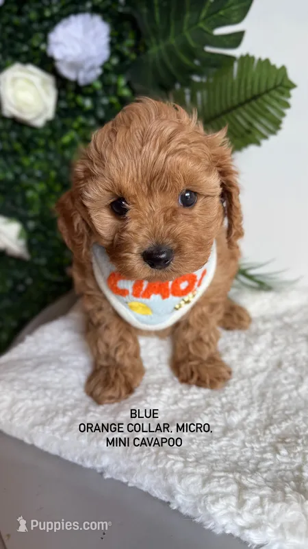 Blue  – Cavapoo puppy on hold in Selma, NC