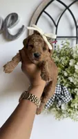 Jessie , a female Poodle - Miniature  for sale in Selma, NC – 2 of 8