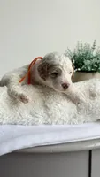 Spaghetti , a male Miniature Goldendoodle for sale in Selma, NC – 7 of 10