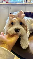 Daisy , a female Cavapoo for sale in Selma, NC – 9 of 10