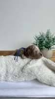 Ravioli , a male Miniature Goldendoodle for sale in Selma, NC – 6 of 7