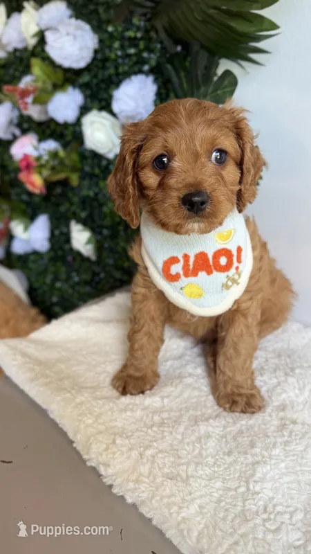 Mango  – Cavapoo, Poodle - Miniature  puppy for sale in Selma, NC