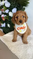 Mango , a male Cavapoo and Poodle - Miniature  for sale in Selma, NC – 1 of 7