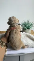Fettuccine , a male Miniature Goldendoodle for sale in Selma, NC – 4 of 6