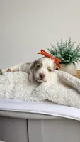 Rigatoni , a female Miniature Goldendoodle for sale in Selma, NC – 3 of 8
