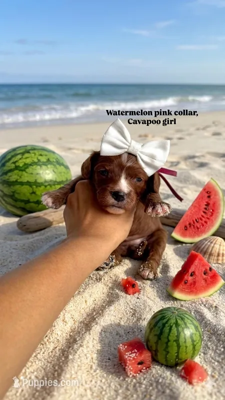 Watermelon  – Cavapoo, Poodle - Miniature  puppy for sale in Selma, NC