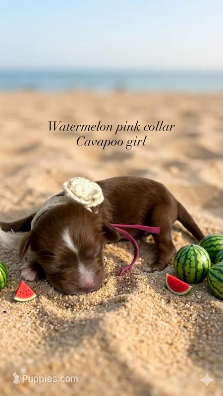 Watermelon  – Cavapoo, Poodle - Miniature  puppy for sale in Selma, NC