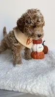Fettuccine , a male Miniature Goldendoodle for sale in Selma, NC – 2 of 10