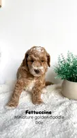 Fettuccine , a male Miniature Goldendoodle for sale in Selma, NC – 5 of 10