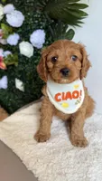 Mango , a male Cavapoo and Poodle - Miniature  for sale in Selma, NC – 7 of 7