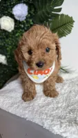 Blue , a male Cavapoo for sale in Selma, NC – 3 of 8