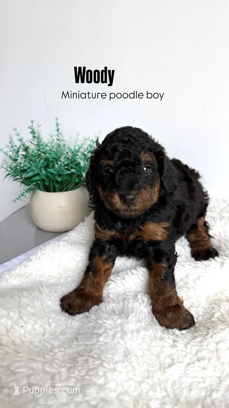 Buzz – Poodle - Miniature  puppy for sale in Selma, NC