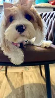 Daisy , a female Cavapoo for sale in Selma, NC – 5 of 10
